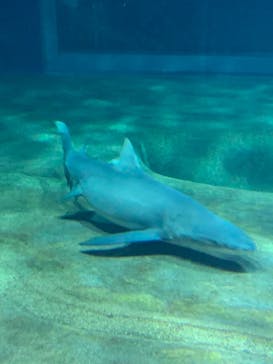 アクアワールド茨城県大洗水族館に投稿された画像（2021/7/3）