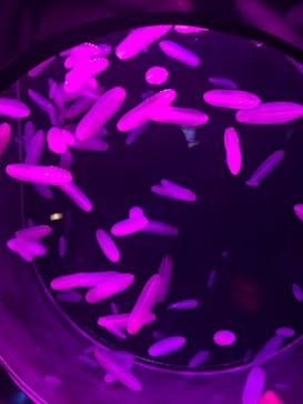 アクアワールド茨城県大洗水族館に投稿された画像（2021/7/3）