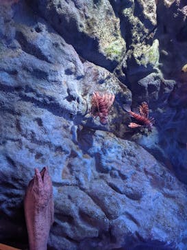 しながわ水族館に投稿された画像（2021/7/3）