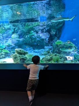 しながわ水族館に投稿された画像（2021/7/3）