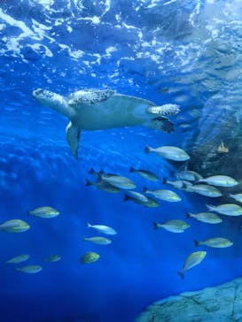 しながわ水族館に投稿された画像（2021/7/3）