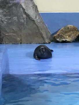 鳥羽水族館に投稿された画像（2021/7/3）