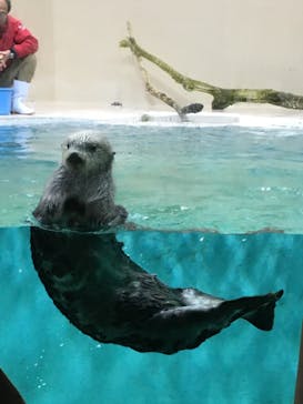 鳥羽水族館に投稿された画像（2021/7/3）