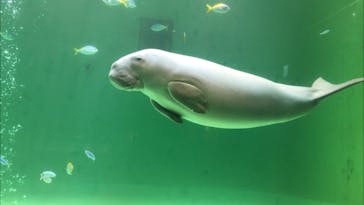 鳥羽水族館に投稿された画像（2021/7/3）