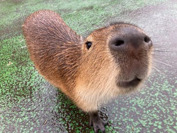 伊豆シャボテン動物公園に投稿された画像（2021/7/3）