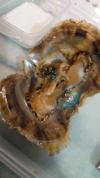 しながわ水族館に投稿された画像（2021/7/3）