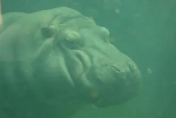 天王寺動物園に投稿された画像（2021/7/3）