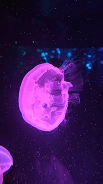 京都水族館に投稿された画像（2021/7/3）