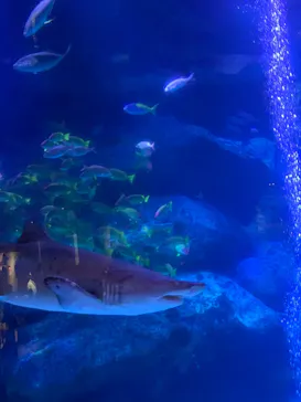 すみだ水族館に投稿された画像（2021/7/3）