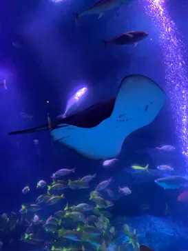 すみだ水族館に投稿された画像（2021/7/3）