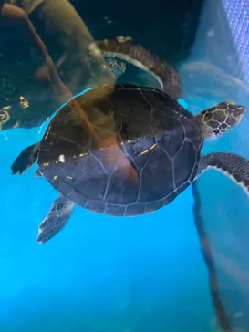 すみだ水族館に投稿された画像（2021/7/3）