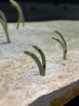 すみだ水族館に投稿された画像（2021/7/3）