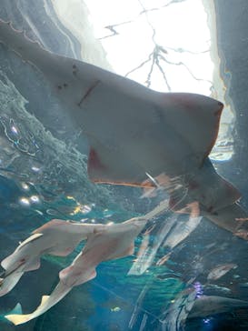 マクセル アクアパーク品川に投稿された画像（2021/7/3）