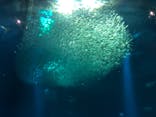 アクアワールド茨城県大洗水族館に投稿された画像（2021/7/3）