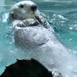 鳥羽水族館に投稿された画像（2021/7/3）