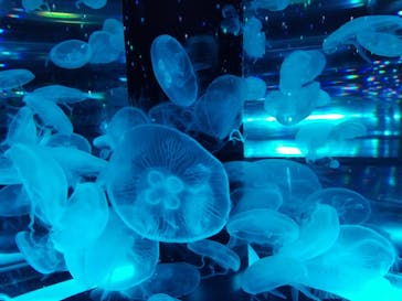 マクセル アクアパーク品川に投稿された画像（2021/7/3）