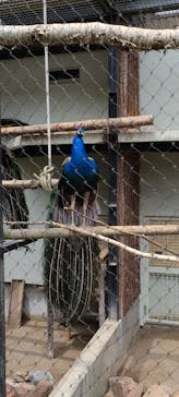 旭川市旭山動物園に投稿された画像（2021/7/3）