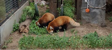 旭川市旭山動物園に投稿された画像（2021/7/3）