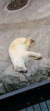 旭川市旭山動物園に投稿された画像（2021/7/3）