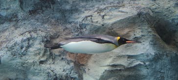 旭川市旭山動物園に投稿された画像（2021/7/3）