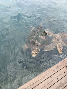 串本海中公園水族館に投稿された画像（2021/7/3）