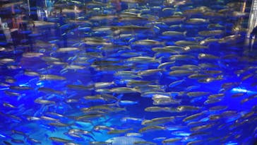 アクアワールド茨城県大洗水族館に投稿された画像（2021/7/3）