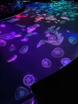 すみだ水族館に投稿された画像（2021/7/3）