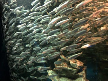 サンシャイン水族館に投稿された画像（2021/7/3）