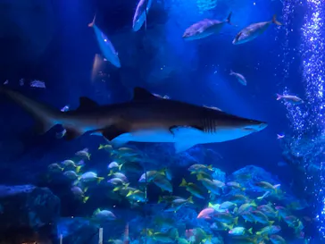 すみだ水族館に投稿された画像（2021/7/4）