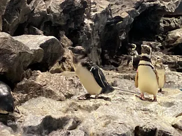すみだ水族館に投稿された画像（2021/7/4）
