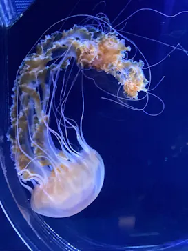 すみだ水族館に投稿された画像（2021/7/4）