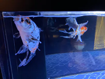 すみだ水族館に投稿された画像（2021/7/4）