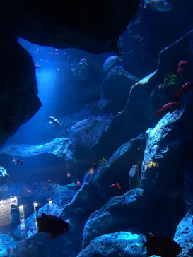 すみだ水族館に投稿された画像（2021/7/4）