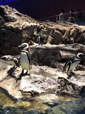 すみだ水族館に投稿された画像（2021/7/4）