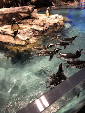 すみだ水族館に投稿された画像（2021/7/4）