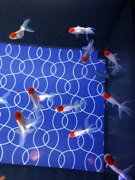 すみだ水族館に投稿された画像（2021/7/4）