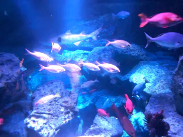 すみだ水族館に投稿された画像（2021/7/4）