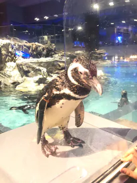 すみだ水族館に投稿された画像（2021/7/4）