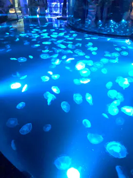 すみだ水族館に投稿された画像（2021/7/4）