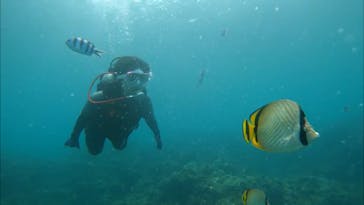 DIVING-SHOP SUNSに投稿された画像（2021/7/4）