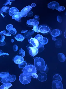 すみだ水族館に投稿された画像（2021/7/4）