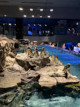 すみだ水族館に投稿された画像（2021/7/4）