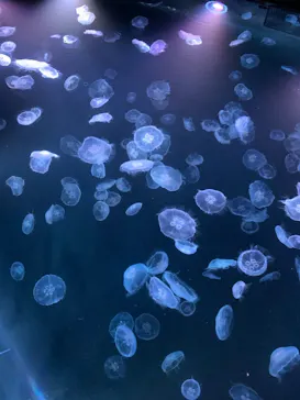すみだ水族館に投稿された画像（2021/7/4）