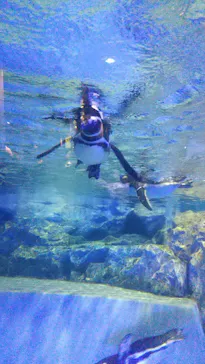 すみだ水族館に投稿された画像（2021/7/4）