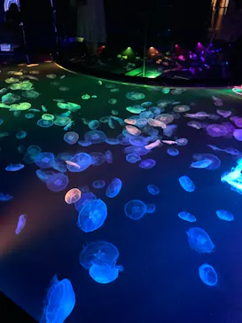すみだ水族館に投稿された画像（2021/7/4）