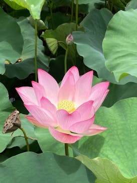 美らヤシパークオキナワ・東南植物楽園に投稿された画像（2021/7/4）