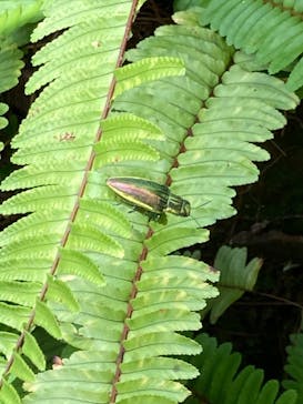 美らヤシパークオキナワ・東南植物楽園に投稿された画像（2021/7/4）