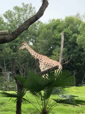 天王寺動物園に投稿された画像（2021/7/4）