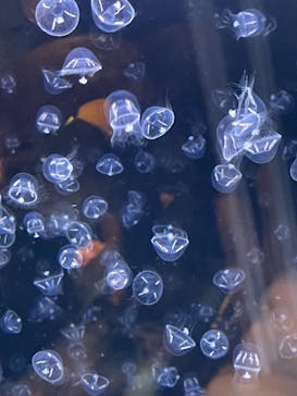 アクアワールド茨城県大洗水族館に投稿された画像（2021/7/4）