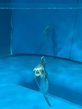 アクアワールド茨城県大洗水族館に投稿された画像（2021/7/4）